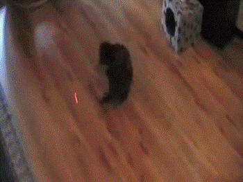 Chat qui courre après un pointeur lazer